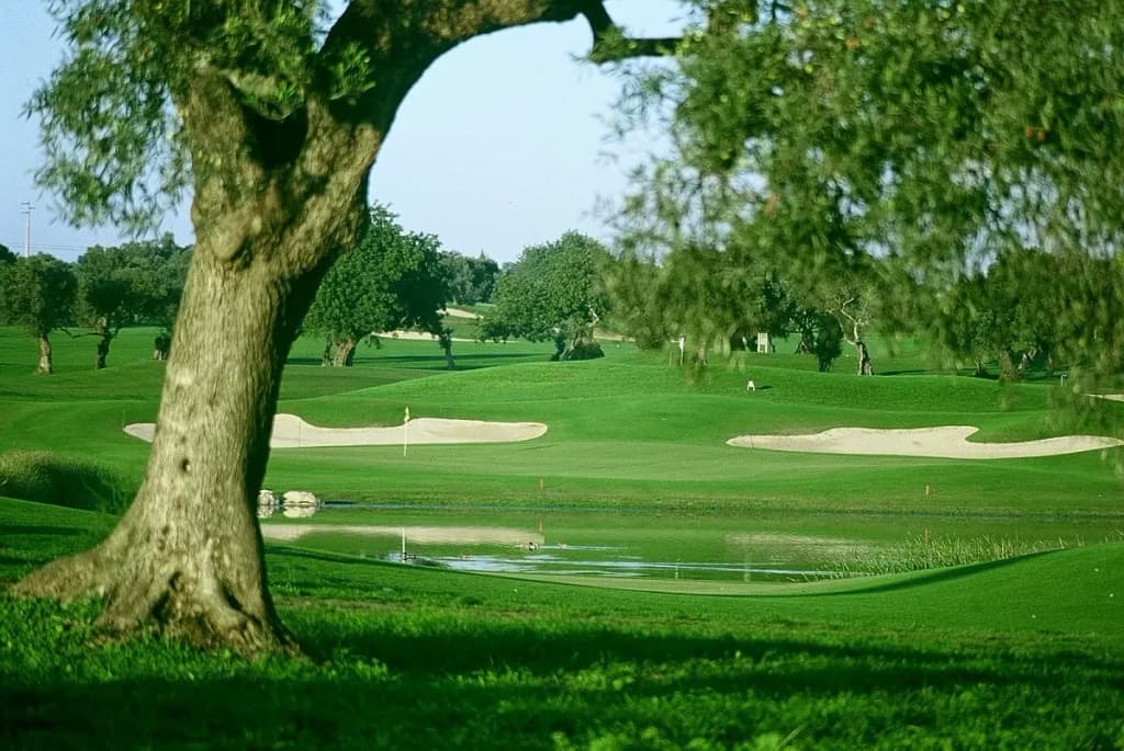Quinta de Cima – fairway lined with ancient olive trees